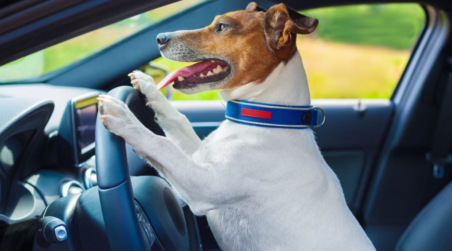 A Dog On A Car's Steering Wheel