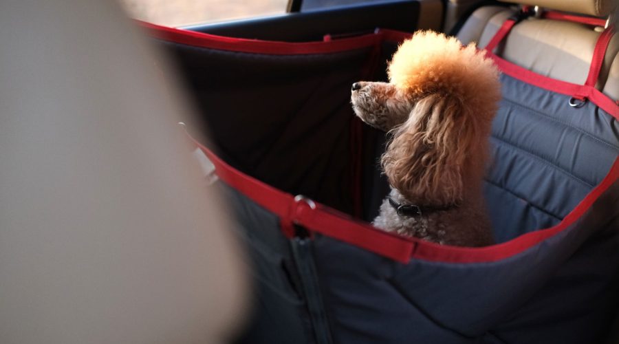 Dog Sitting On A Car Seat Cover